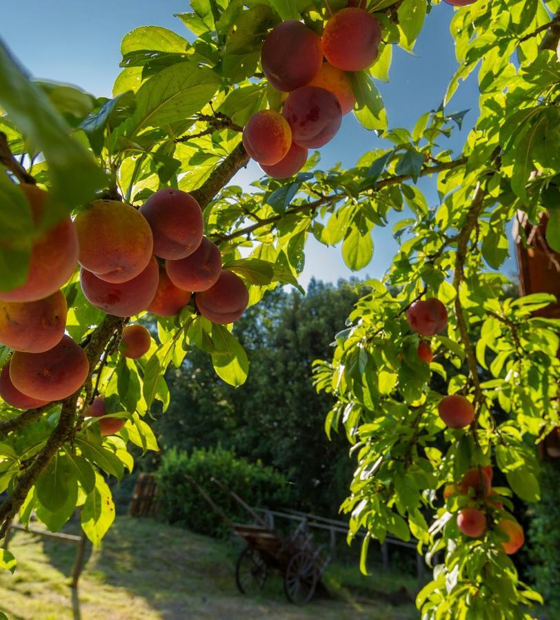 Agriturismo Alle Rose Volterra Exteriér fotografie